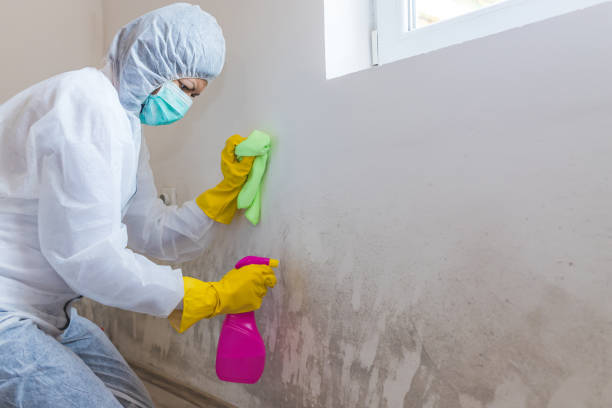 Mold Removal for HVAC Installations