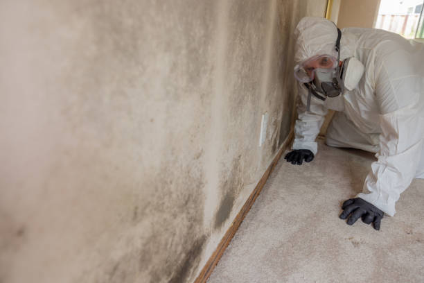 Biohazard Mold Removal in Vandenberg Village, CA